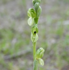Hymenochilus bicolor (ACT) = Pterostylis bicolor (NSW) (Black-tip Greenhood) at Kambah, ACT - 27 Sep 2020 by MatthewFrawley