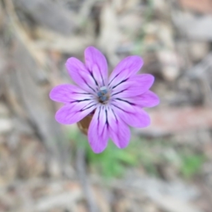 Petrorhagia nanteuilii at Stromlo, ACT - 27 Sep 2020 12:26 PM