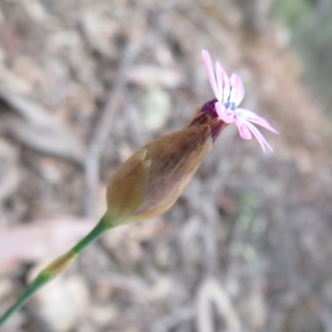 Petrorhagia nanteuilii at Stromlo, ACT - 27 Sep 2020