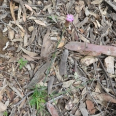 Petrorhagia nanteuilii at Stromlo, ACT - 27 Sep 2020