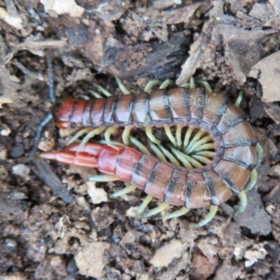 Cormocephalus aurantiipes (Orange-legged Centipede) at Stromlo, ACT - 27 Sep 2020 by Christine