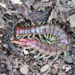 Cormocephalus aurantiipes (Orange-legged Centipede) at Piney Ridge - 27 Sep 2020 by Christine