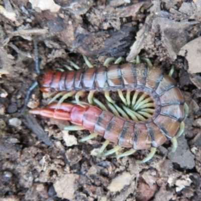 Cormocephalus aurantiipes (Orange-legged Centipede) at Bluetts Block Area - 27 Sep 2020 by Christine