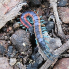 Scolopendra laeta (Giant Centipede) at Block 402 - 27 Sep 2020 by Christine