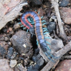 Scolopendra laeta (Giant Centipede) at Piney Ridge - 27 Sep 2020 by Christine