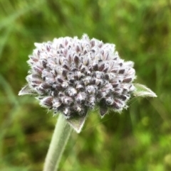 Brunonia australis (Blue Pincushion) at Nail Can Hill - 26 Sep 2020 by Damian Michael