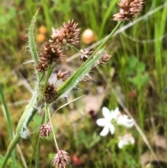 Luzula densiflora (Dense Wood-rush) at Albury - 26 Sep 2020 by Damian Michael