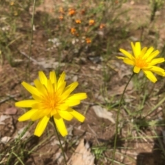 Microseris lanceolata (Yam Daisy) at Albury - 26 Sep 2020 by Damian Michael