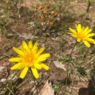 Microseris lanceolata (Yam Daisy) at Albury - 26 Sep 2020 by DamianMichael
