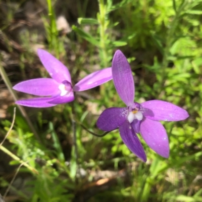 Glossodia major (Wax Lip Orchid) at Nail Can Hill - 26 Sep 2020 by Damian Michael