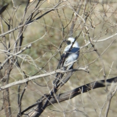 Coracina novaehollandiae (Black-faced Cuckooshrike) at Yass River, NSW - 20 Sep 2020 by SenexRugosus