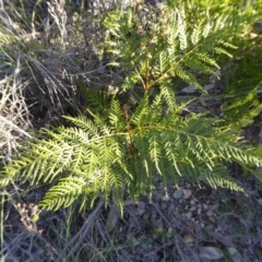 Pteridium esculentum (Bracken) at Rugosa - 27 Sep 2020 by SenexRugosus