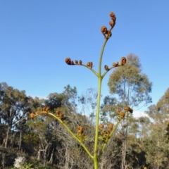 Pteridium esculentum at Yass River, NSW - 27 Sep 2020