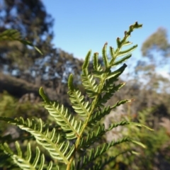 Pteridium esculentum at Yass River, NSW - 27 Sep 2020 04:33 PM