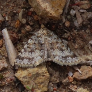 Dichromodes disputata at Theodore, ACT - 27 Sep 2020 09:42 AM