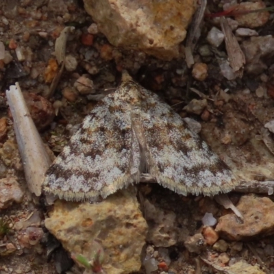 Dichromodes disputata (Scaled Heath Moth) at Theodore, ACT - 27 Sep 2020 by owenh