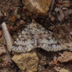 Dichromodes disputata (Scaled Heath Moth) at Tuggeranong Hill - 26 Sep 2020 by Owen
