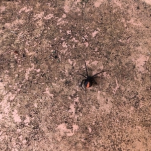 Latrodectus hasselti at Berry, NSW - 4 Sep 2020