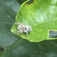 Opisthoncus sp. (genus) (Opisthoncus jumping spider) at Berry, NSW - 27 Sep 2020 by Username279