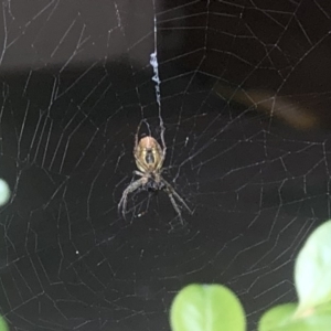 Araneidae (family) at Berry, NSW - 27 Sep 2020