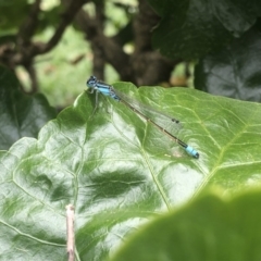 Ischnura heterosticta (Common Bluetail Damselfly) at Berry, NSW - 27 Sep 2020 by Username279