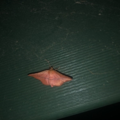 Aglaopus pyrrhata (Leaf Moth) at Berry, NSW - 23 Sep 2020 by Username279