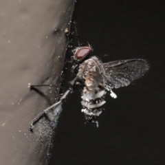 Entomophthora sp. (genus) (Puppeteer Fungus) at Acton, ACT - 27 Sep 2020 by TimL