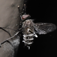 Entomophthora sp. (genus) at Acton, ACT - 27 Sep 2020