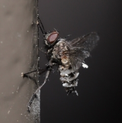 Entomophthora sp. (genus) at Acton, ACT - 27 Sep 2020