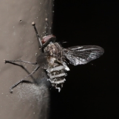 Entomophthora sp. (genus) at Acton, ACT - 27 Sep 2020