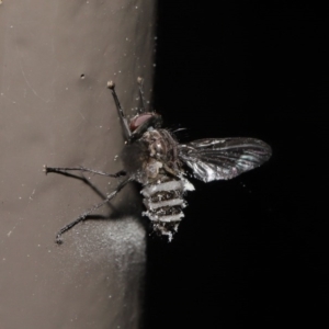 Entomophthora sp. (genus) at Acton, ACT - 27 Sep 2020