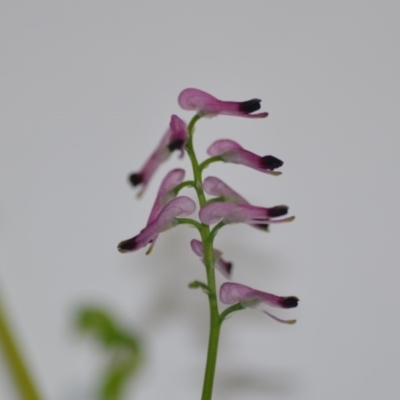 Fumaria muralis subsp. muralis (Wall Fumitory) at 32 Cooper Road - 1 Aug 2020 by natureguy