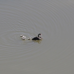 Cygnus atratus (Black Swan) at Belconnen, ACT - 28 Sep 2020 by AllanS