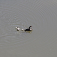 Cygnus atratus (Black Swan) at Belconnen, ACT - 27 Sep 2020 by AllanS