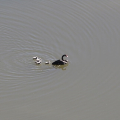 Cygnus atratus (Black Swan) at Belconnen, ACT - 28 Sep 2020 by AllanS