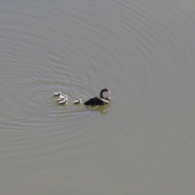 Cygnus atratus (Black Swan) at Lake Ginninderra - 27 Sep 2020 by AllanS