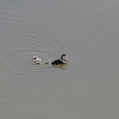 Cygnus atratus (Black Swan) at Lake Ginninderra - 27 Sep 2020 by AllanS