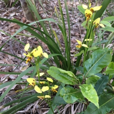 Diuris sulphurea (Tiger Orchid) at Bawley Point Bushcare - 27 Sep 2020 by Marg