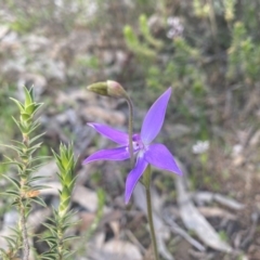 Glossodia major (Wax Lip Orchid) at Kambah, ACT - 26 Sep 2020 by Shazw