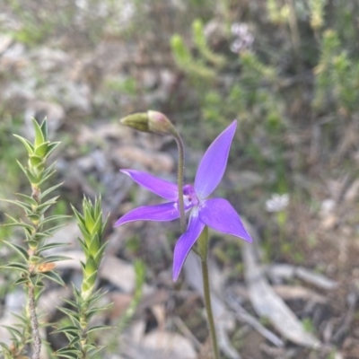 Glossodia major (Wax Lip Orchid) at Kambah, ACT - 26 Sep 2020 by Shazw