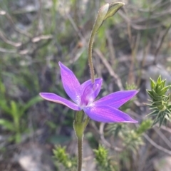 Glossodia major at Kambah, ACT - suppressed