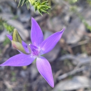 Glossodia major at Kambah, ACT - suppressed