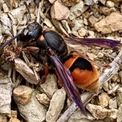 Paralastor sp. (genus) (Potter Wasp) at Karabar, NSW - 10 Nov 2019 by aussiestuff