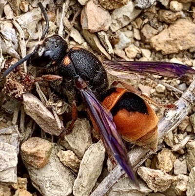 Paralastor sp. (genus) (Potter Wasp) at QPRC LGA - 10 Nov 2019 by aussiestuff