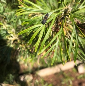 Coccinella transversalis at Bermagui, NSW - 27 Sep 2020