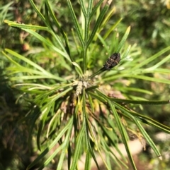 Coccinella transversalis at Bermagui, NSW - 27 Sep 2020