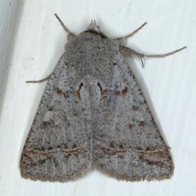Pantydia sparsa (Noctuid Moth) at Ainslie, ACT - 23 Sep 2020 by jbromilow50