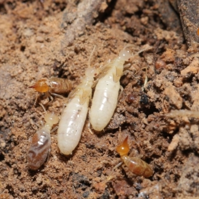 Nasutitermes (genus) (Snouted termite, Gluegun termite) at Acton, ACT - 27 Sep 2020 by TimL