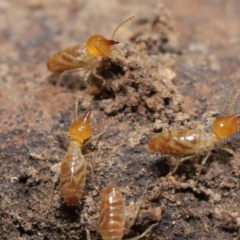 Nasutitermes sp. (genus) at Acton, ACT - 27 Sep 2020