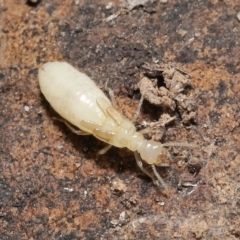 Nasutitermes sp. (genus) at Acton, ACT - suppressed